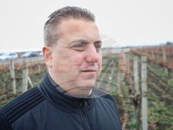 Поморие - Трифон Зарезан - празнично зарязване на лозята