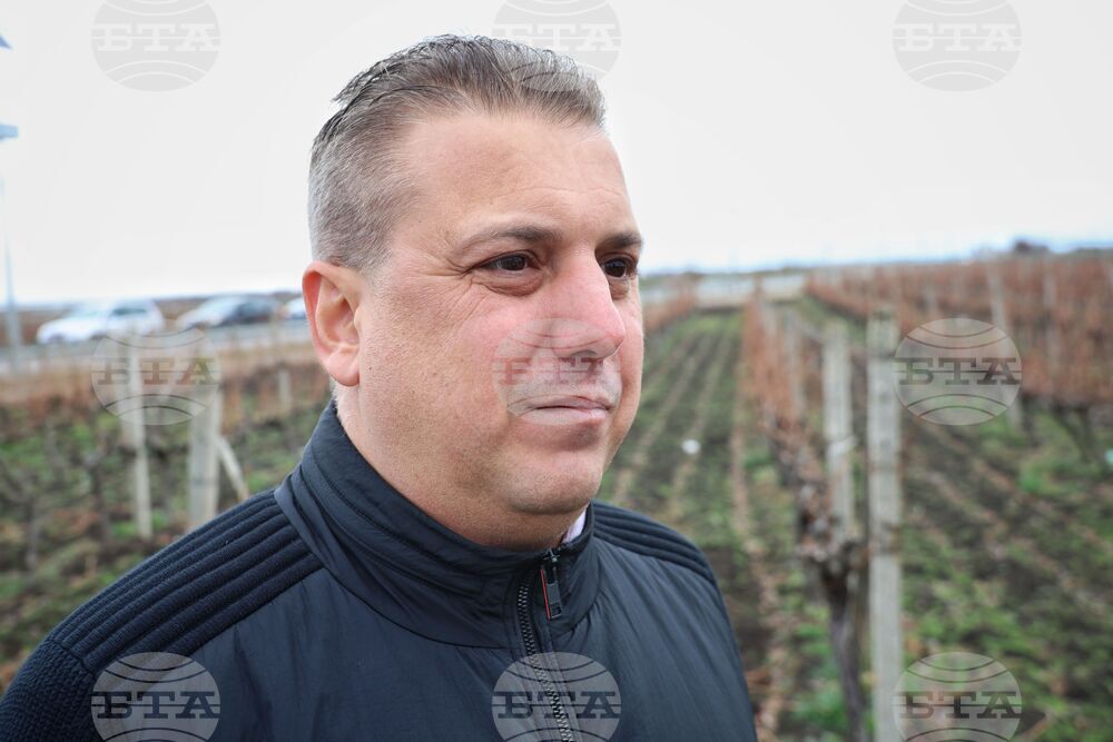 Поморие - Трифон Зарезан - празнично зарязване на лозята