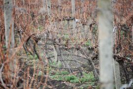 Поморие - Трифон Зарезан - празнично зарязване на лозята