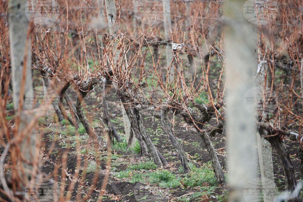 Поморие - Трифон Зарезан - празнично зарязване на лозята