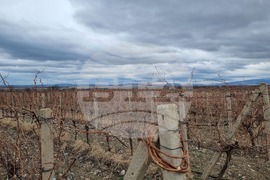 Село Глушник - Трифон Зарезан - зарязване