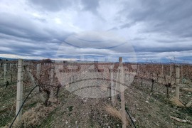 Село Глушник - Трифон Зарезан - зарязване