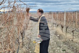 Село Глушник - Трифон Зарезан - зарязване