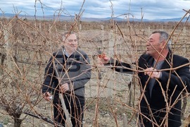 Село Глушник - Трифон Зарезан - зарязване