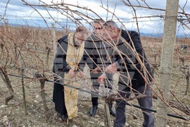 Село Глушник - Трифон Зарезан - зарязване