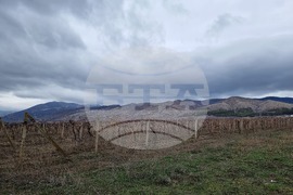 Село Глушник - Трифон Зарезан - зарязване