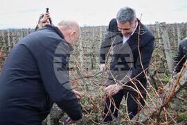 Поморие - Трифон Зарезан - празнично зарязване на лозята