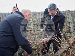 Поморие - Трифон Зарезан - празнично зарязване на лозята