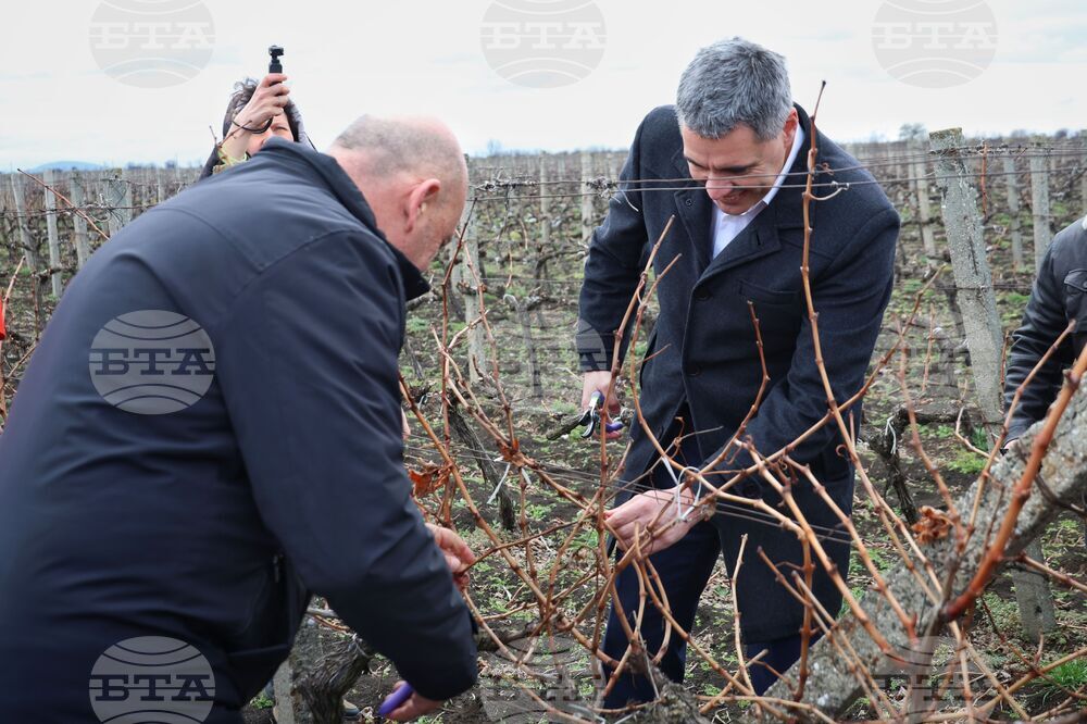 Поморие - Трифон Зарезан - празнично зарязване на лозята