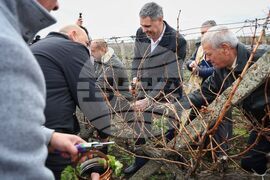 Поморие - Трифон Зарезан - празнично зарязване на лозята