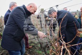 Поморие - Трифон Зарезан - празнично зарязване на лозята