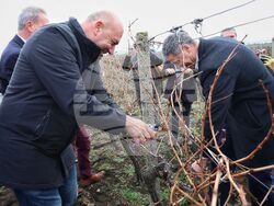 Поморие - Трифон Зарезан - празнично зарязване на лозята