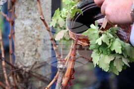 Поморие - Трифон Зарезан - празнично зарязване на лозята