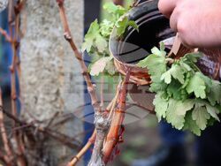 Поморие - Трифон Зарезан - празнично зарязване на лозята