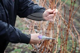 Поморие - Трифон Зарезан - празнично зарязване на лозята