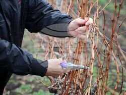 Поморие - Трифон Зарезан - празнично зарязване на лозята