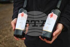 Поморие - Трифон Зарезан - празнично зарязване на лозята