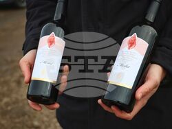 Поморие - Трифон Зарезан - празнично зарязване на лозята