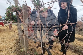 Плевен - Институт по лозарство и винарство - Трифон Зарезан