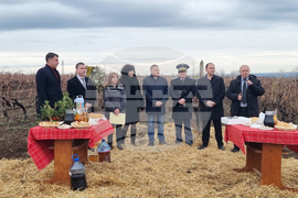 Плевен - Институт по лозарство и винарство - Трифон Зарезан