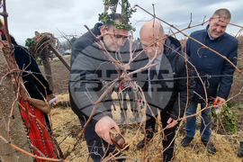Плевен - Институт по лозарство и винарство - Трифон Зарезан