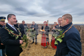 Плевен - Институт по лозарство и винарство - Трифон Зарезан