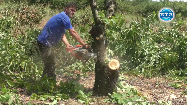 Овощари от Силистренско изкореняват градините си заради проблеми в бранша