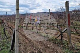 Петрич - зарязване на лозята - ритуал