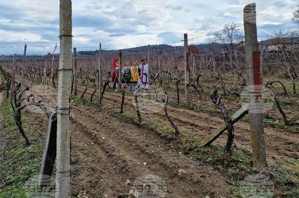 В Камено ще избират най-добро домашно вино от реколта 2024