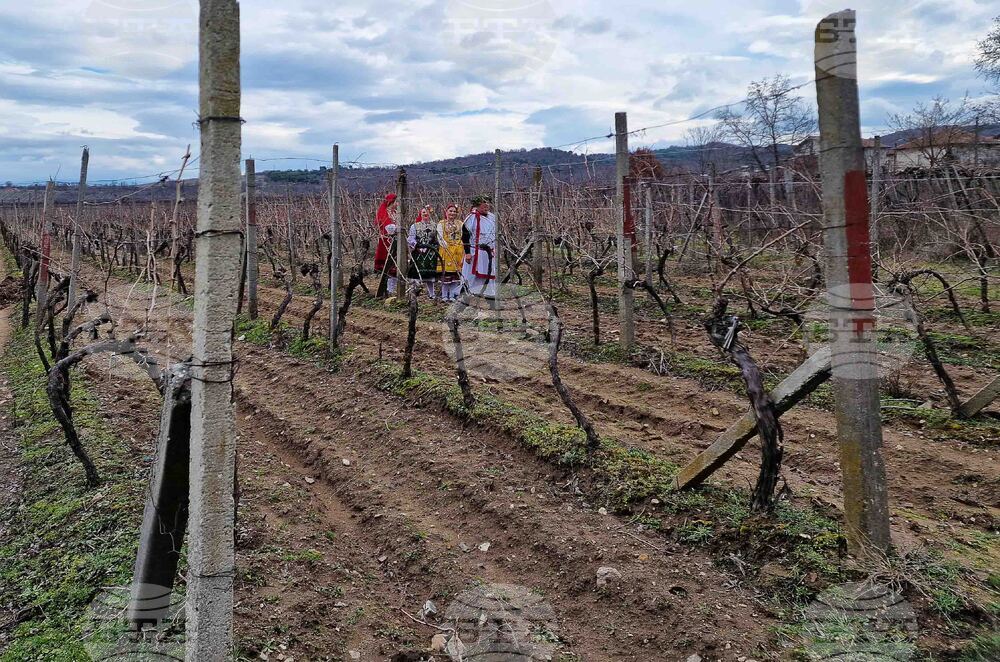 Петрич - зарязване на лозята - ритуал