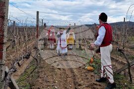 Петрич - зарязване на лозята - ритуал