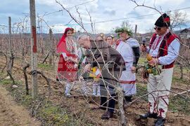 Петрич - зарязване на лозята - ритуал