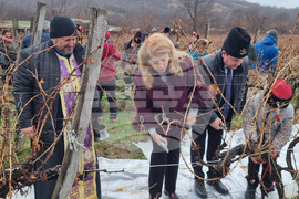 Сухиндол - лози - зарязване