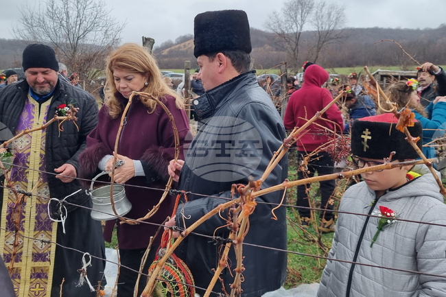 Сухиндол - лози - зарязване - Илияна Йотова