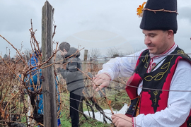 Сухиндол - лози - зарязване