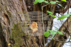 Попово - екопътека „Голямата река“