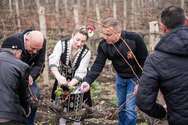 Национална лозаро-винарска камара: Лозаро-винарският бранш заряза ритуално лозите в Поморие 