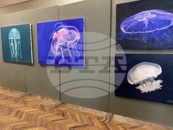 Снимка: Община Видин