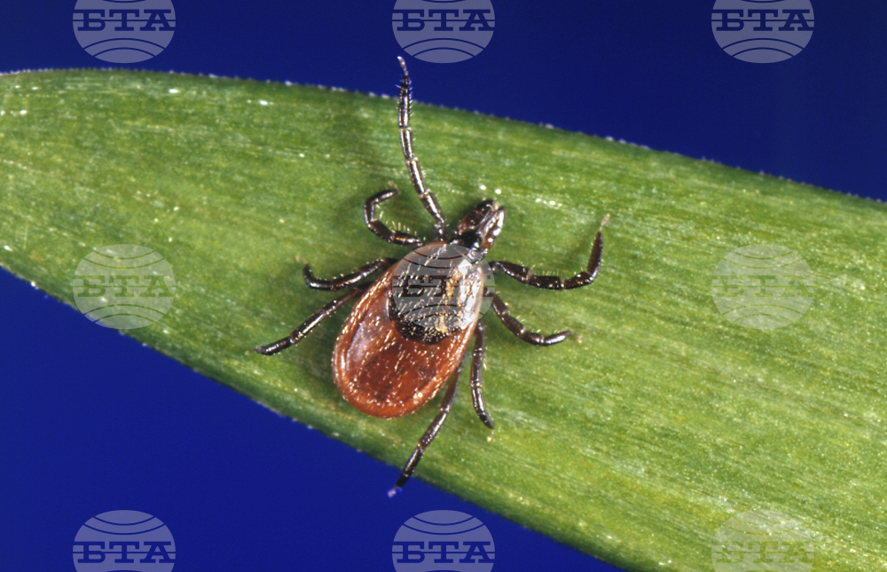 Учени установиха наличието на нов инвазивен вид кърлежи в Турция 