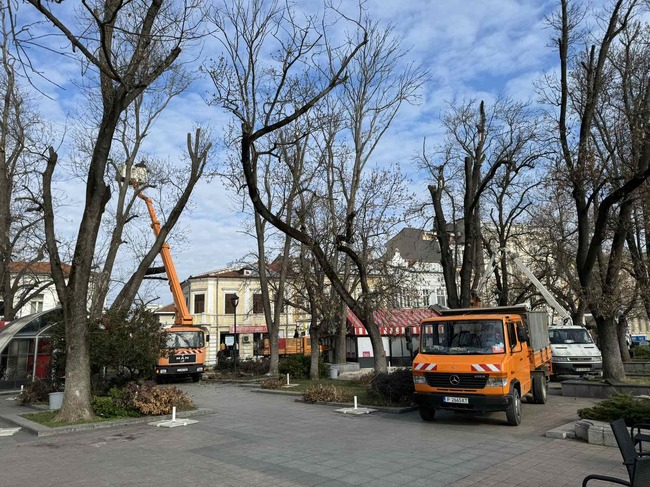 Община Русе: ОП „Паркстрой“ извършва санитарна резитба на опасни клони и дървета на пл. „Свобода“