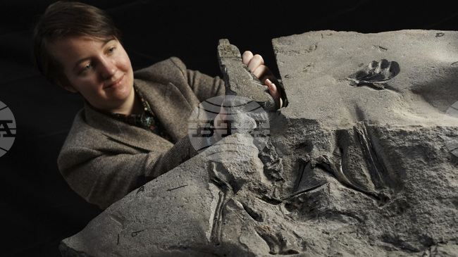 Посетители на динозавърски парк в Германия откриха редки зъби от птерозавър 