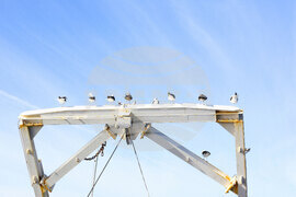 Аржентина - бойни обучения - Военен научноизследователски кораб „Св. Св. Кирил и Методий“ - НИК 421