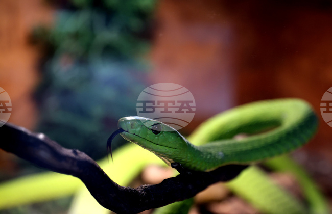 Музейко - изложба - екзотични животни