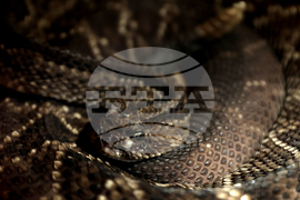 Музейко - изложба - екзотични животни