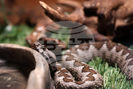 Музейко - изложба - екзотични животни