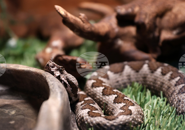 Румънец откри най-дългата дива змия в света и влезе в Книгата на рекордите на Гинес