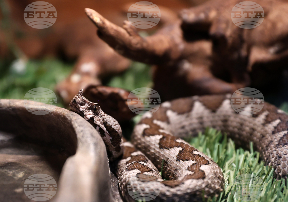 Музейко - изложба - екзотични животни