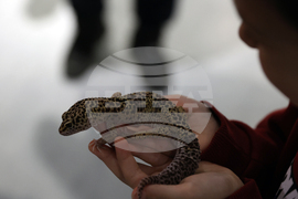 Музейко - изложба - екзотични животни