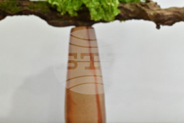 Пловдив - изложба - икебана