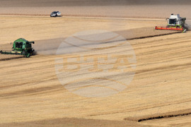 Село Голям Поровец - жътва